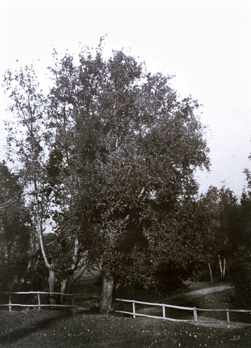 Tree Study, Valley of Poussin, near Rome