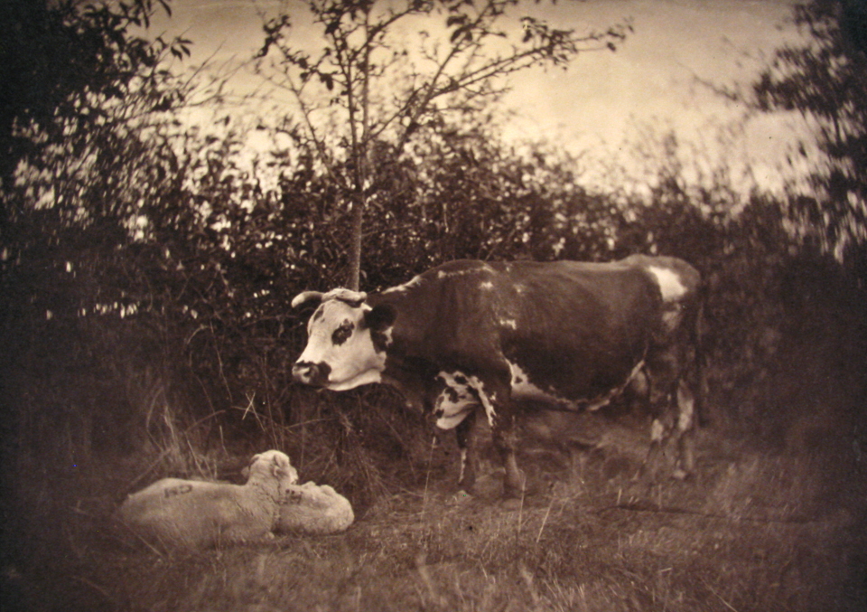 Cow and Two Sheep