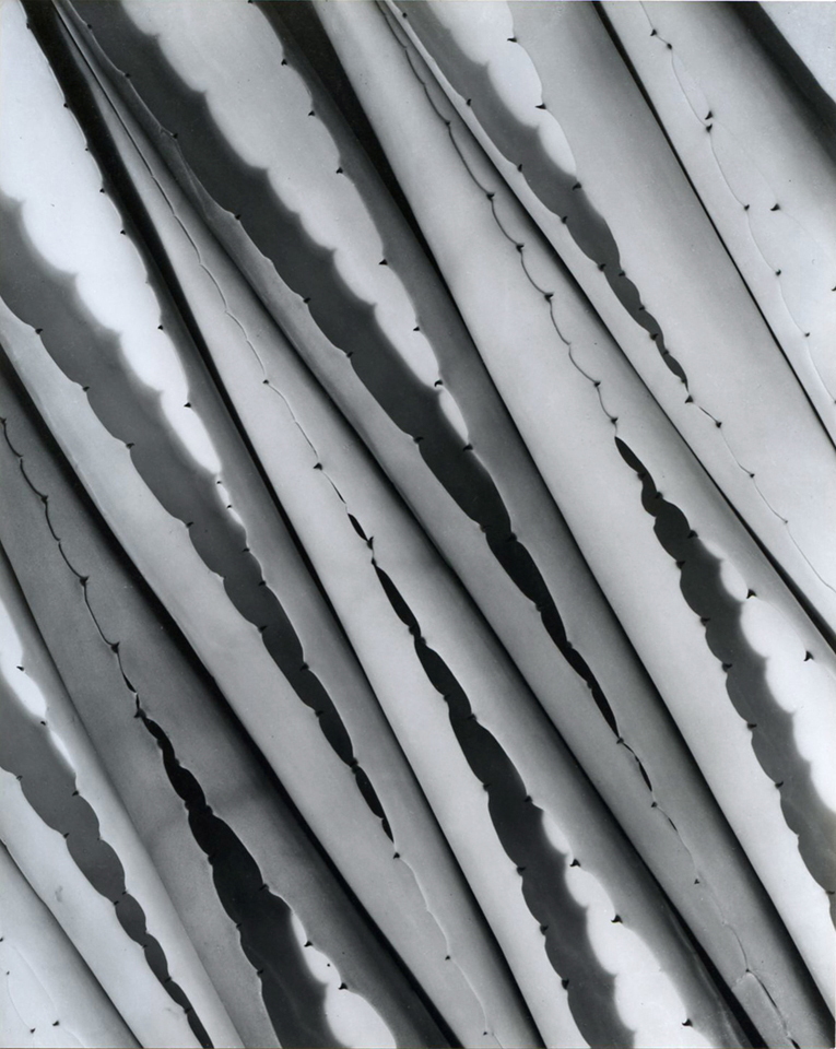 Agave Design 2