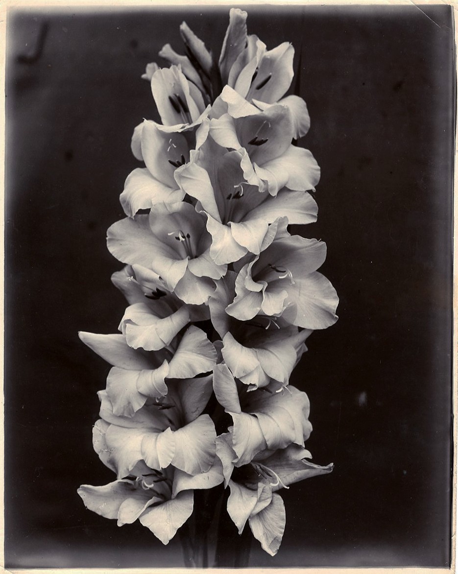 Gladiolus