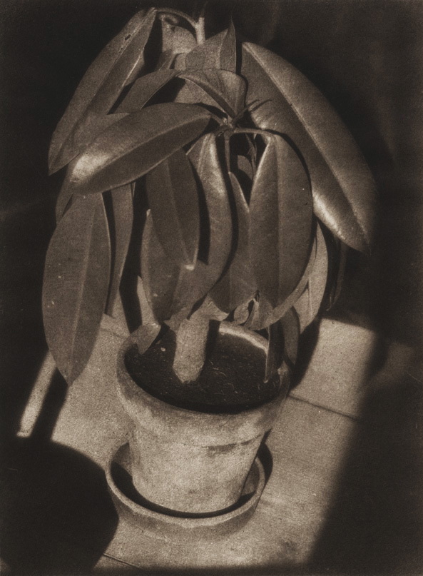 Rubber Plant (Der Gummibaum)