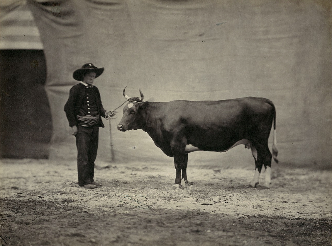 Bretonne Cow, with Handler