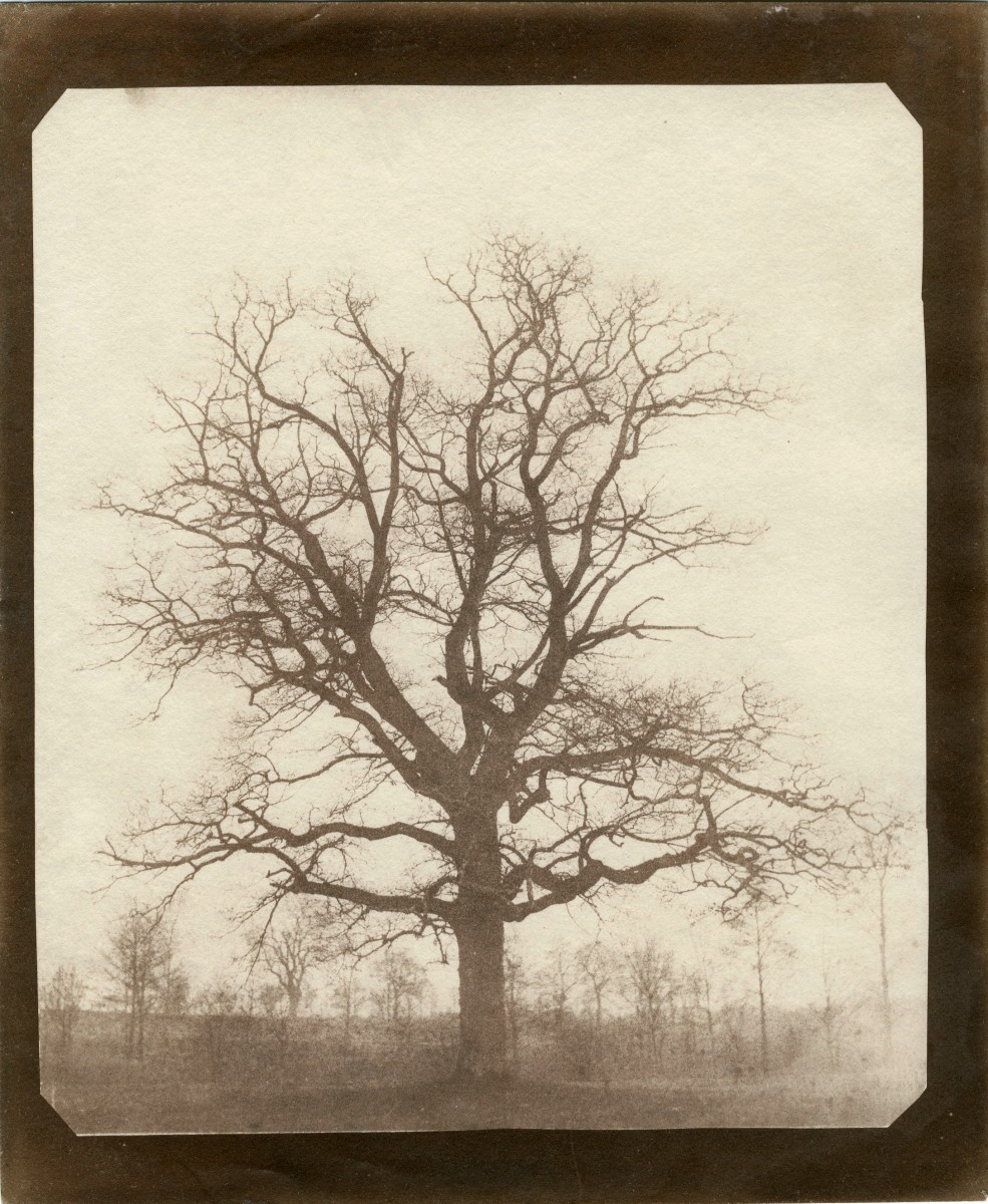 Oak Tree in Winter