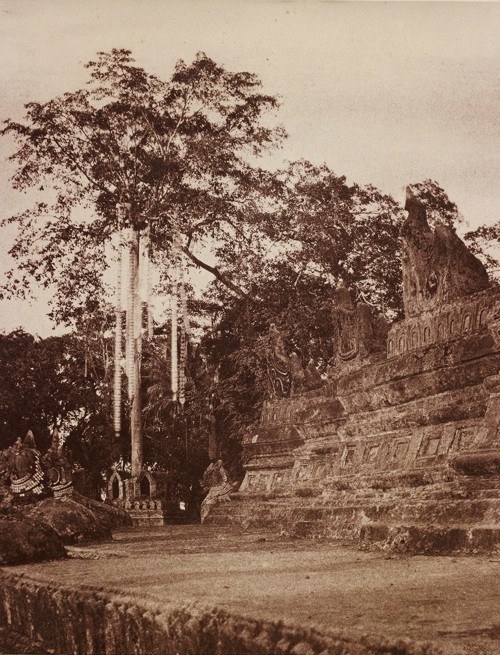 No. 114. Rangoon. The Votive Tree