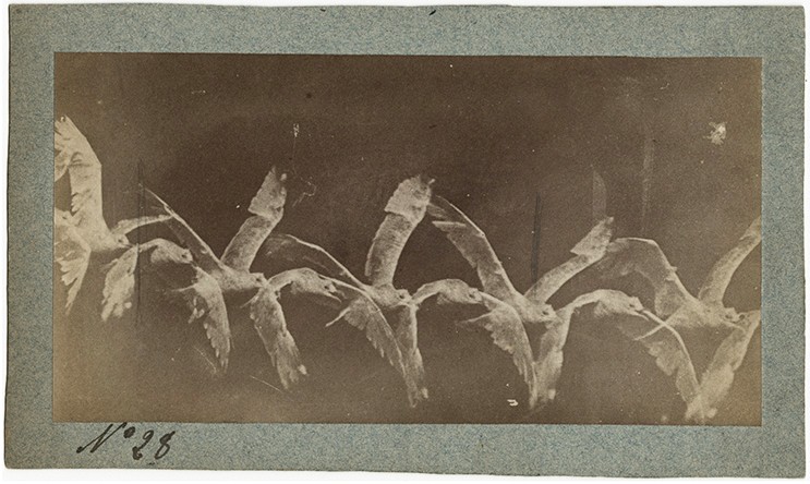 Flying gull