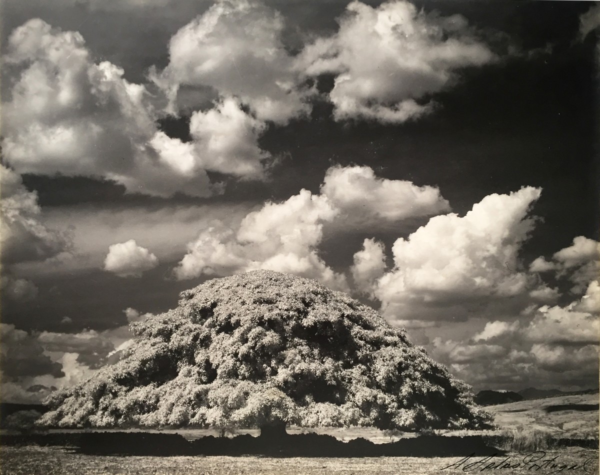 Tree in landscape