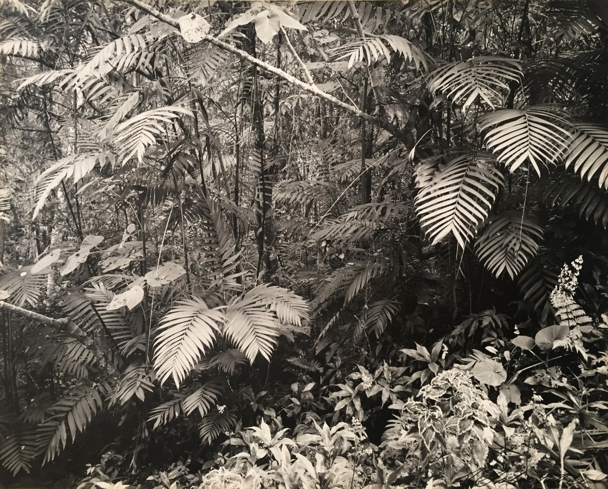 Rainforest