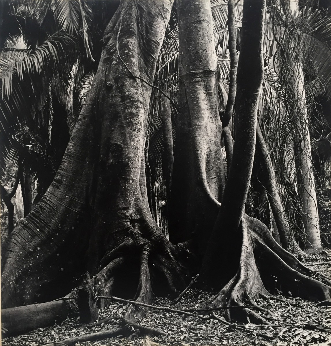 Ceiba Trees, Jungle of San Francisco, Jalisco (?)
