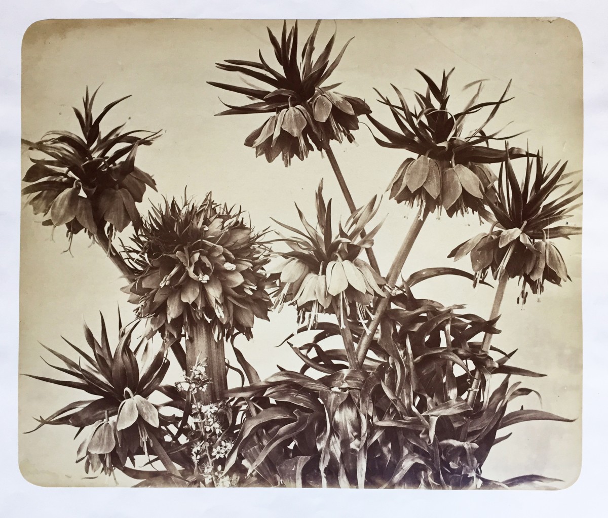 Floral Still-life
