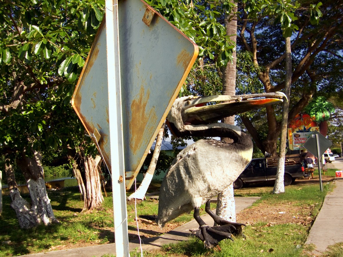 El pelicano, Villahermosa, Tabasco