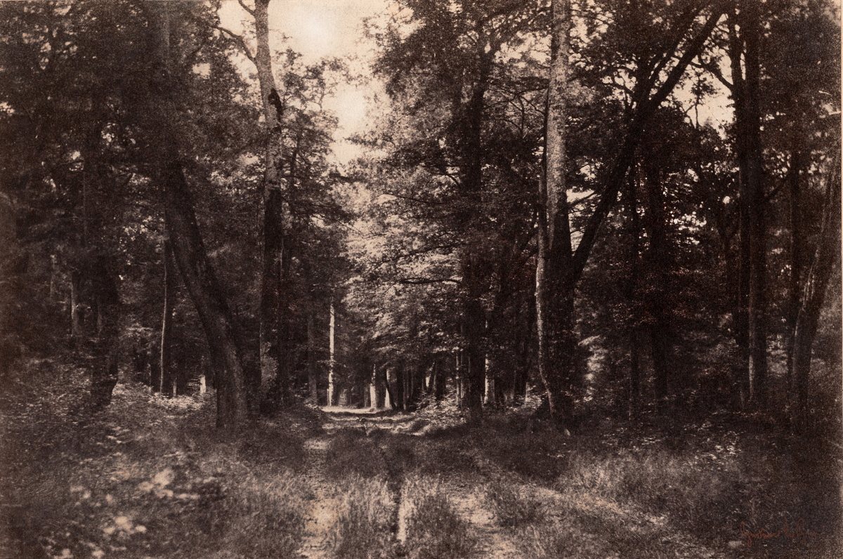 Bas-Bréau, Forest of Fontainebleau