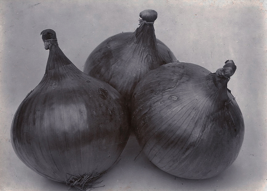 Onion Ailsa Craig