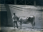 Vache Parthenaise, agée de 5 ans