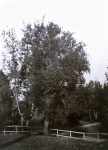 Tree Study, Valley of Poussin, near Rome