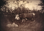 Cow and Two Sheep