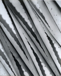 Agave Design 2