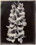 Gladiolus