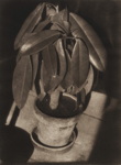 Rubber Plant (Der Gummibaum)