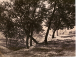 Tree Study