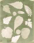 Photogram of Ferns and Leaves