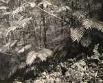 Rainforest