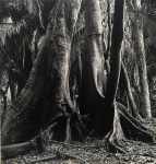 Ceiba Trees, Jungle of San Francisco, Jalisco (?)