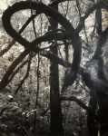 Trees and Vines