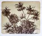 Floral Still-life