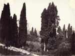 Trees and Garden at the Villa d'Este