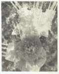 Photogram