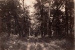 Bas-Bréau, Forest of Fontainebleau