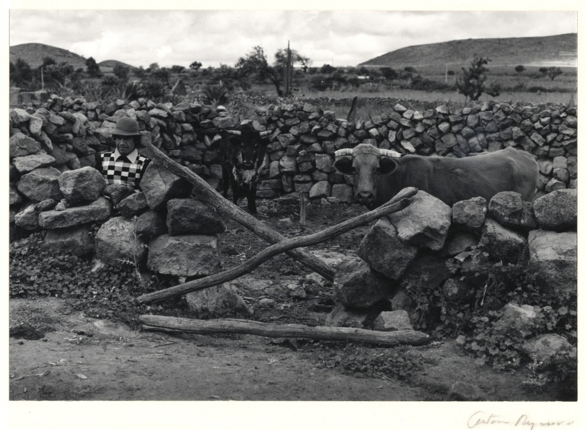 Untitled (Man and two cows)